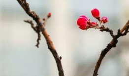 最新爆料小鱼海棠图片,揭开古老传说的奇幻面纱