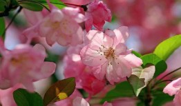 最新爆料小鱼海棠图片,揭开古老传说的奇幻面纱