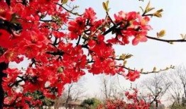 最新爆料小鱼海棠图片,揭开古老传说的奇幻面纱